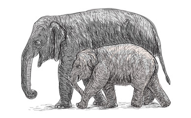 Fototapeta premium elephant mother and baby walking beside, asia species sketch and free hand draw vector illustration