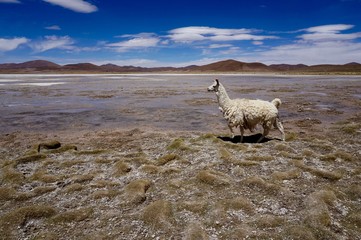llama in Peru © Nuria