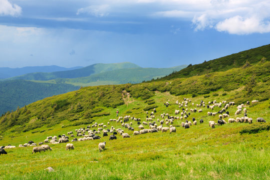 Sheep in the alpine meadows