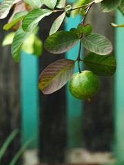 guava tree with leaves