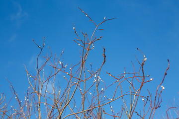 Fototapeta premium Spring branch young willow, and the clear blue blue sky. A great awakening of the early springtime. Forest buds on the tree bloom.
