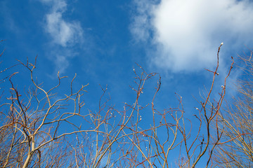 Fototapeta premium Spring branch of a young willow in forest and the clear blue blue sky. A great awakening of the early springtime. Forest buds on the tree bloom.