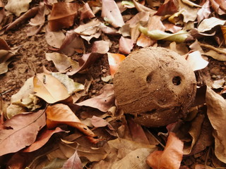 pile of dry leaves and coconut