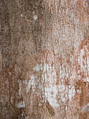 old tree showing rough and stained texture