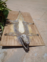 Old Alligator Skin