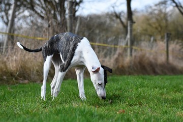 junger Whippet