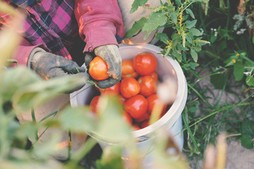 gardener keep tomatoes on farm selective and soft focus