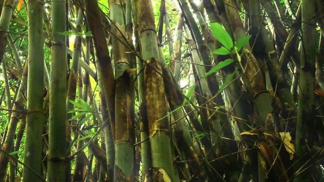 Sun light in bamboo forest. Young plants grow in dense tropical environment