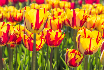 Group of red and yellow tulips in Noordoostpolder