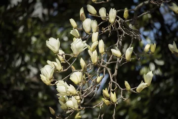 Cercles muraux Magnolia Magnolia