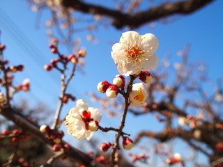 梅の花