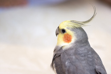 cockatiel bird, Yellow head with orange spots and gray body, a slender long-crested Australian parrot related to the cockatoos, with a mainly grey body, white shoulders, and a yellow and orange face