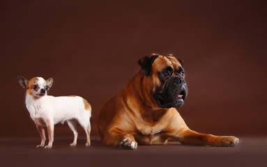 Boxer and chihuahua in studio