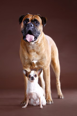 boxer and chihuahua