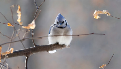 oiseau au repos