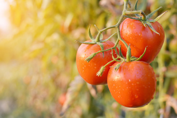 Fresh red tomatoes on plant in farm