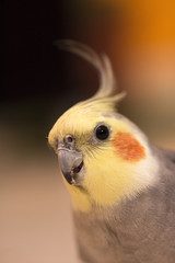 closeup of cockatiel bird, Yellow head with orange spots and gray body