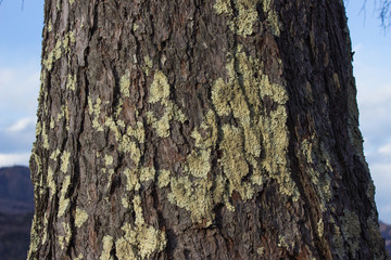 mold