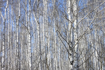 Trunks of birch trees against blue sky, birch forest in sunlight in spring,birch trees in bright sunshine