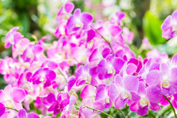 Abstract blurred background of purple orchids, Dendrobium.