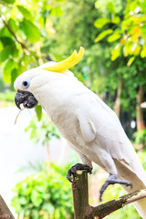  Cockatoo