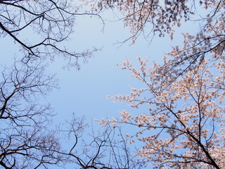 サクラ