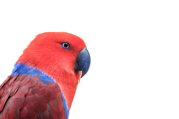 eclectus  red