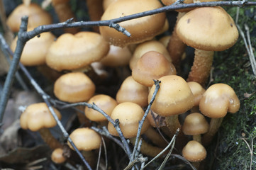 Sheathed woodtuft