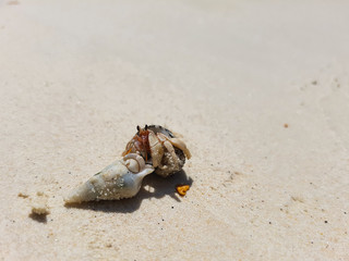 A walk journey of Hermit Crab.