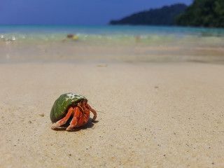 A walk journey of Hermit Crab.