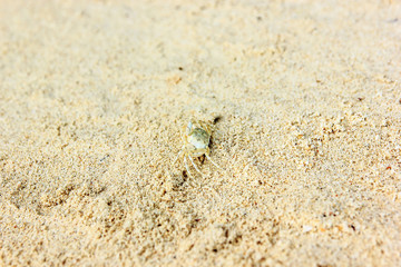 The baby crab