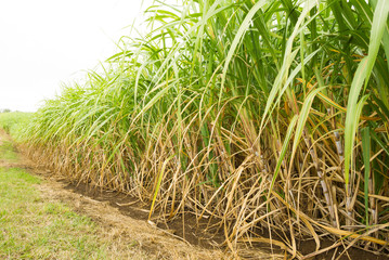 Row of sugarcane in Queensland, Australia