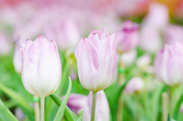 Obraz na płótnie Canvas Pink tulip flower blossom in spring