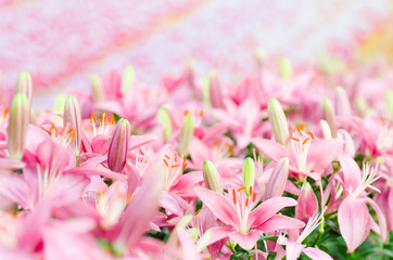 Pink lily flower blossom in spring