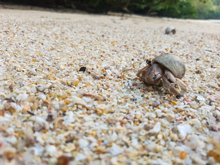A journey of Hermit Crab in the beach