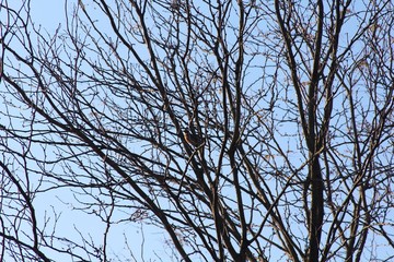 A bird in the bare tree.