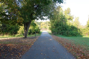 Fototapeta na wymiar The autumn walkway in the park.