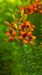 lilies. Red lily flower. lily flower