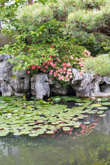 Orange Flowers Over Green Lily Pads