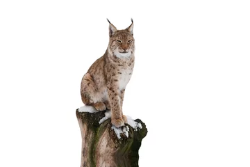 Photo sur Plexiglas Lynx Lynx