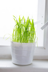 Grass in pot for cat