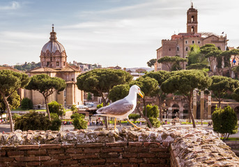 Seagull against the backdrop of the Roman Forum in Rome, Italy