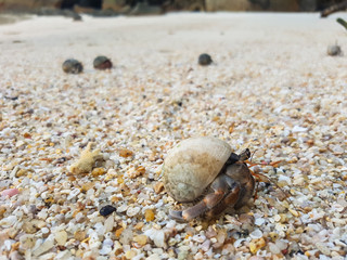 A journey of Hermit Crab in the beach