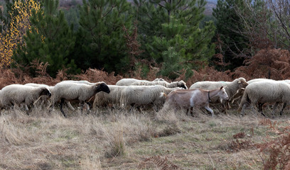 A flock of sheep and a goat moving along the edge of a pine forest glade.