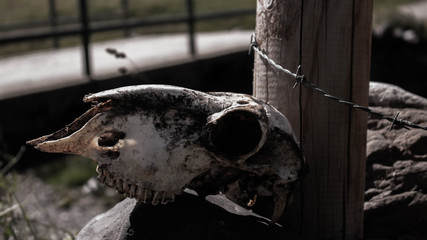 Craneo de animal