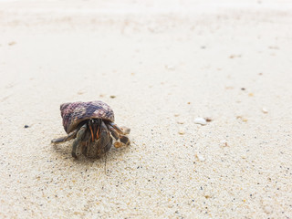 The journey of Hermit Crab.

