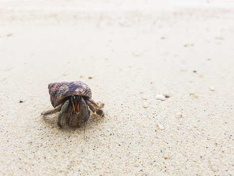 The journey of Hermit Crab.
