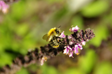 Working bee on a flower