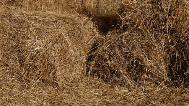 Wheat hay stacks in curing process 4K 2160p 30fps UltraHD tilting footage - Stock of rectangular bales in the barn close-up slow tilt 3840X2160 UHD video