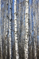 Trunks of birch trees against blue sky, birch forest in sunlight in spring, birch trees in bright sunshine